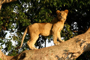 Tree Climbing Lions in Ishasha