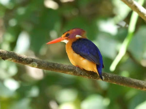 Birding in Budongo Forest