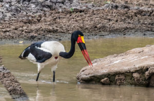 Birdwatching in Budongo