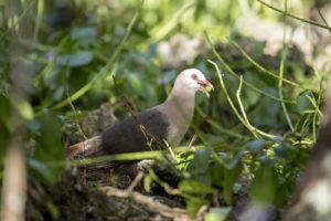 birdwatching in Matheniko Game Reserve