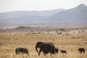 Bokora Game Reserve