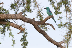 Birdwatching in Bokora Game Reserve in Uganda