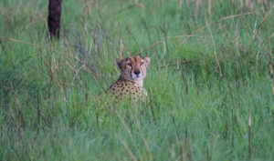 Bokora Wildlife Reserve in Uganda