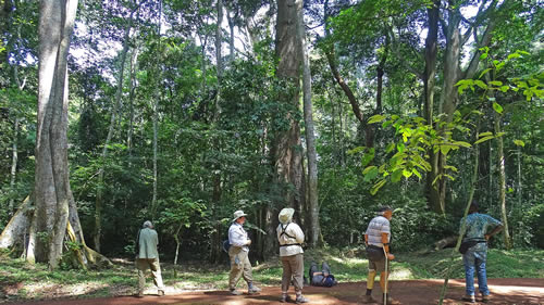 Budongo Central Forest – Chimpanzee Trekking and Habituation Experience