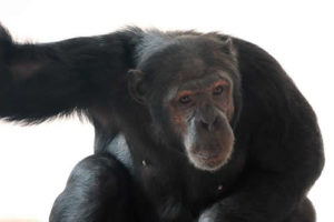 Chimpanzee trekking Budongo