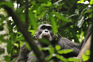 Chimpanzee Trekking in Uganda Budongo