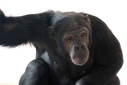 Budongo Central Forest Reserve Chimpanzee Trekking In Budongo