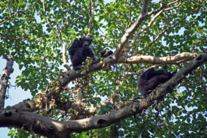 Chimpanzee Trekking in Budongo Uganda