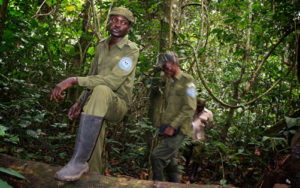 Gorilla safari company in Congo