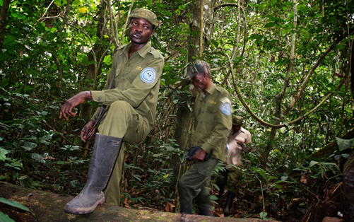 Gorilla safari company in Congo