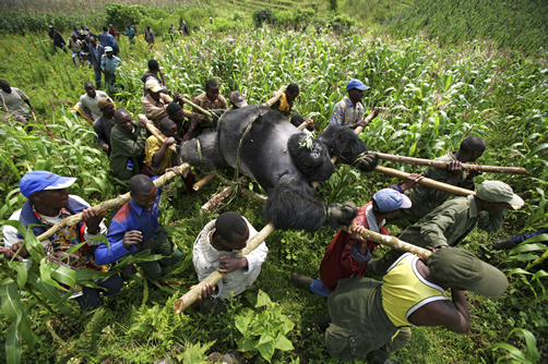 Dead Mountain gorilla due to poaching