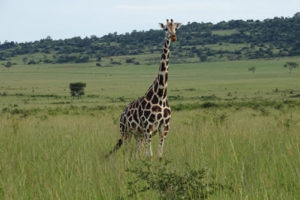 A giraffe in Matheniko Wildlife Reserve