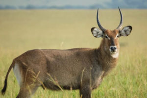 Matheniko Wildlife Reserve in Uganda