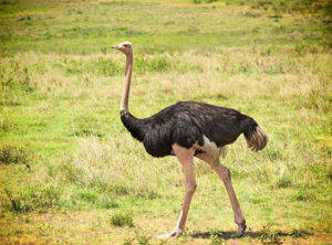 Ostrich in Matheniko Game Reserve