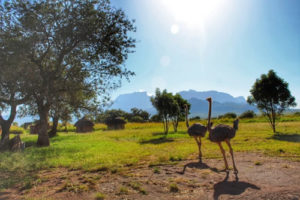 Ostriches in Pian Upe Wildlife Reserve