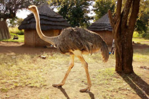 Ostrich in Pian Upe wildlife reserve