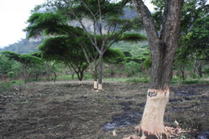Pian Upe game reserve in Uganda