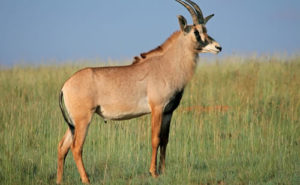 Roan Antelope