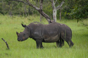 Ajai Wildlife Reserve in Uganda