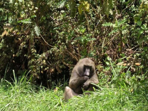 Ajai Wildlife Reserve of Uganda