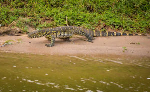 Ajai Wildlife Reserve in Uganda