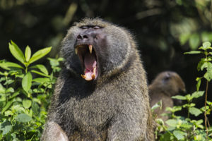 Kalinzu Central Forest Reserve in Uganda