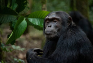 chimpanzee tracking in Kibale forest
