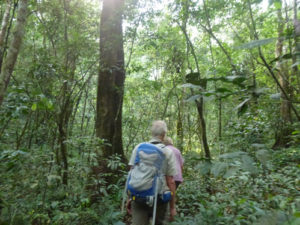 chimp tracking in Kibale National Park