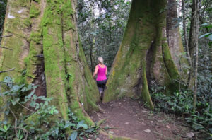 chimp trekking in Kibale forest