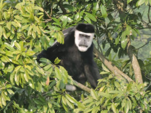 Chimp trekking in Kibale forest national park