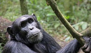 Chimp-trekking-in-kibale-uganda