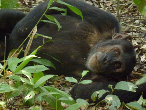 chimp trekking in Kibale