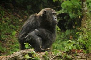 Chimp Tracking in Kyambura Gorge