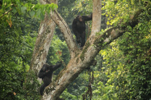 Chimpanzee tracking in Kyambura Gorge