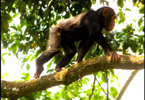 Chimpanzee Tracking in Nyungwe Forest National Park