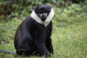 Chimpanzee Tracking in Nyungwe National Park