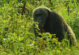 Chimpanzee Tracking in Rwanda