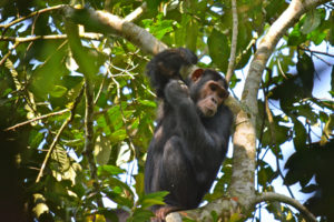 Chimoanzee Tracking in Kalinzu Forest