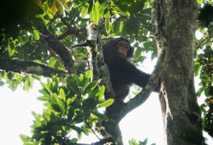 Chimpanzee Trekking in Kalinzu Forest