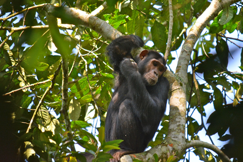 Chimpanzee Tracking in Kalinzu Forest