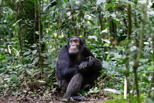 Chimpanzee Trekking in Kibale Forest