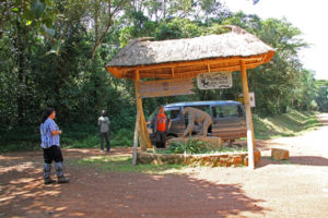 Chimpanze trekking in Kibale forest National Park