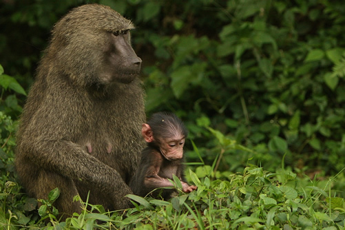 Chimpanzee trekking in Kibale National Park