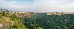 Chimpanzees in Kyambura Gorge