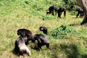 chimpanzees in ngamba island