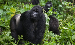 Hiking Mount Sabinyo in Uganda