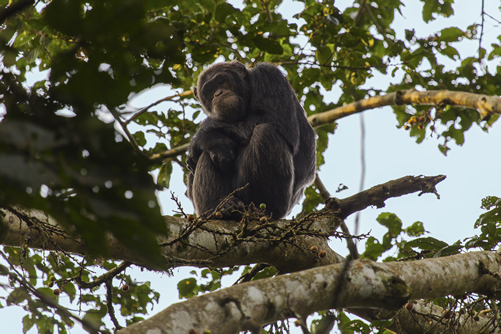 Chimpanzee Trekking in Kalinzu Forest Uganda