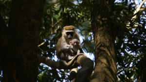 Activities in Kyambura Gorge