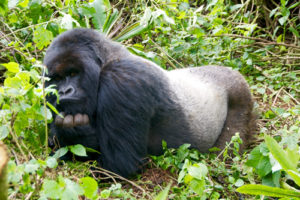 Mount Gahinga Uganda