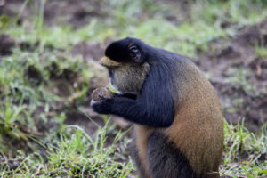 Mount Sabinyo Hike Uganda